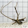 Spiderwood 204