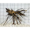 Spiderwood 206