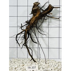 Spiderwood 207