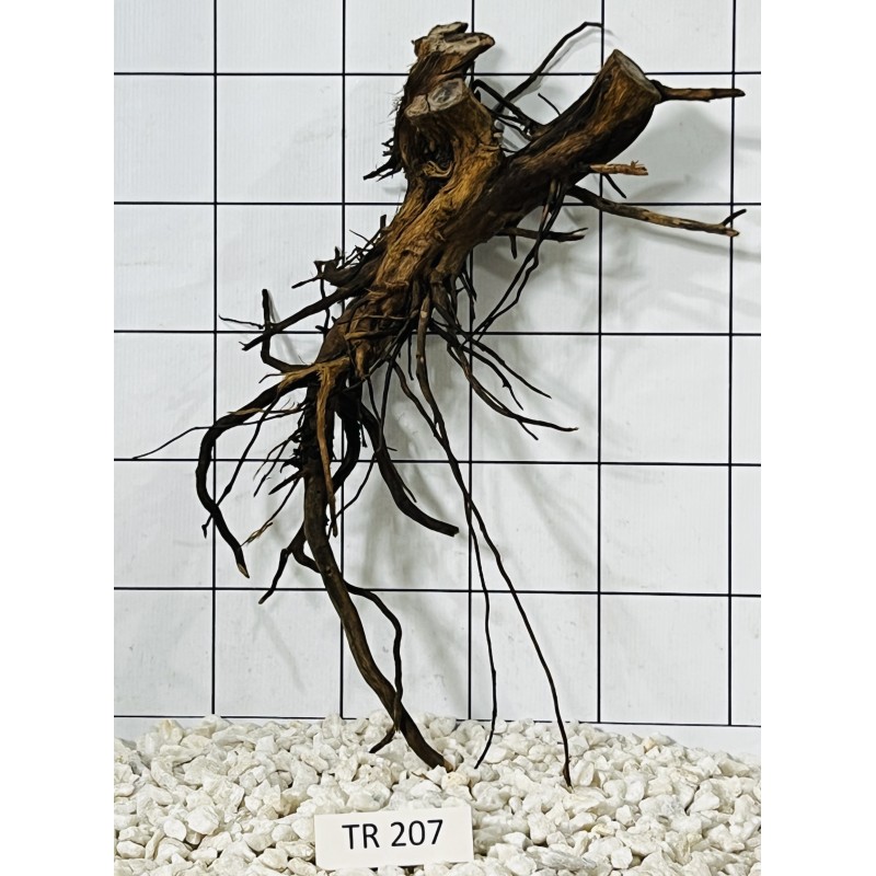 Spiderwood 207