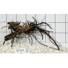 Spiderwood 207
