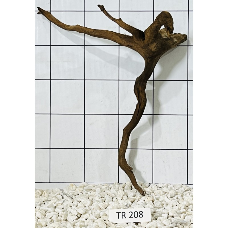 Spiderwood 208