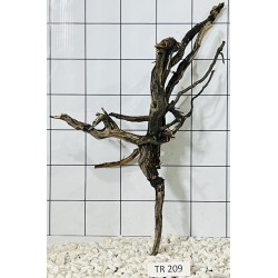 Spiderwood 209