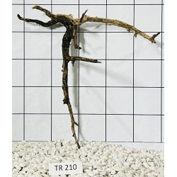 Spiderwood 210