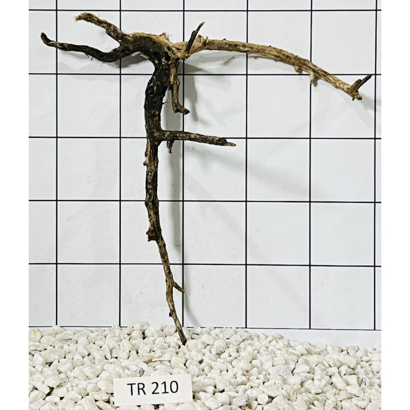 Spiderwood 210