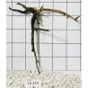Spiderwood 210