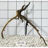 Spiderwood 210