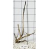 Spiderwood 214