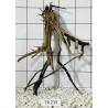 Spiderwood 215