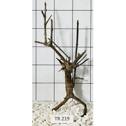 Spiderwood 219