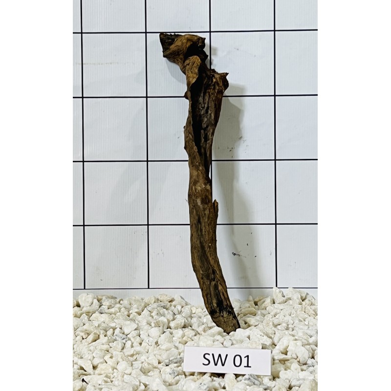 Stump wood 01