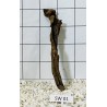 Stump wood 01