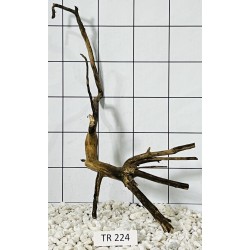 Spiderwood 224