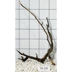 Spiderwood 226
