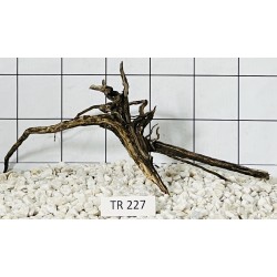 Spiderwood 227