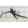 Spiderwood 227