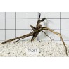 Spiderwood 227