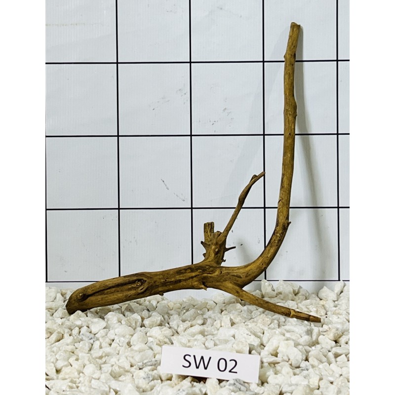 Stump wood 02