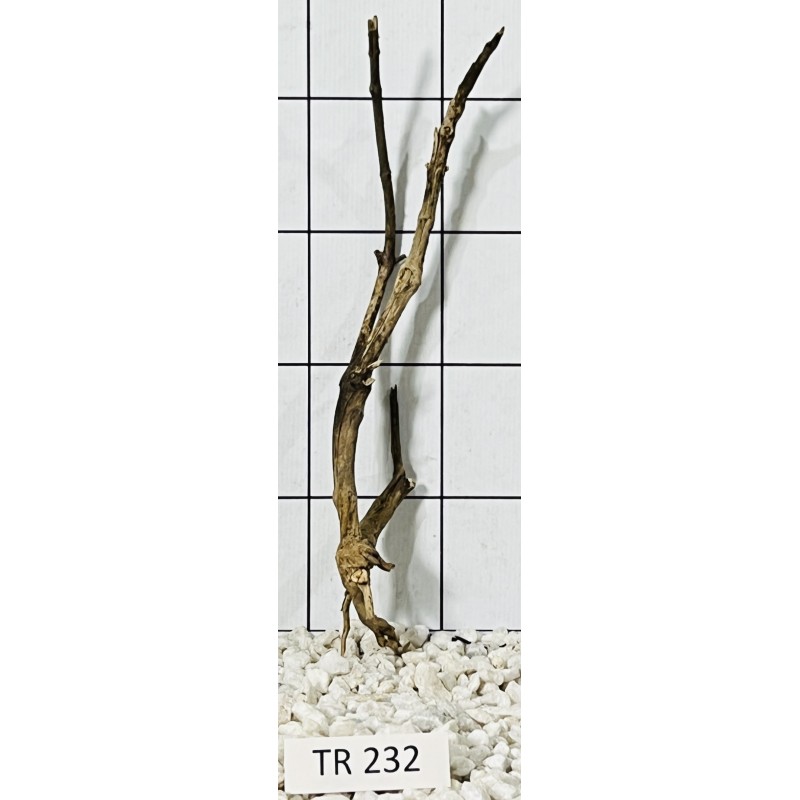 Spiderwood 232