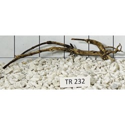 Spiderwood 232
