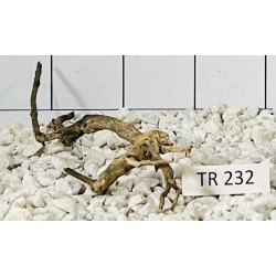 Spiderwood 232
