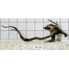 Spiderwood 233