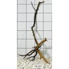 Spiderwood 237