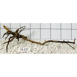 Spiderwood 237
