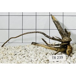Spiderwood 239