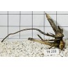 Spiderwood 239