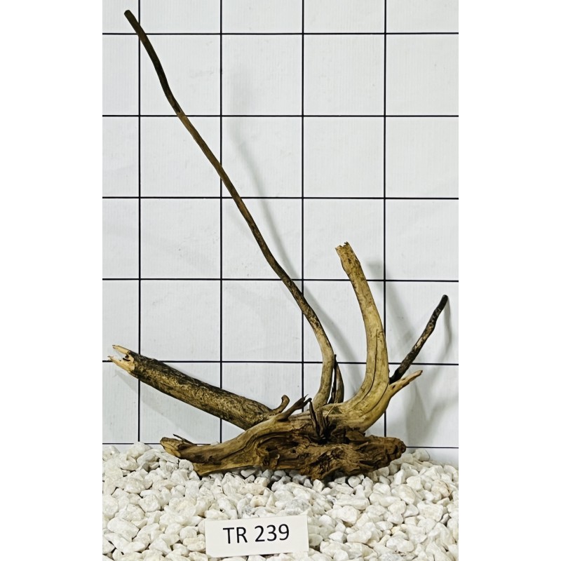 Spiderwood 239