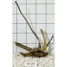 Spiderwood 239