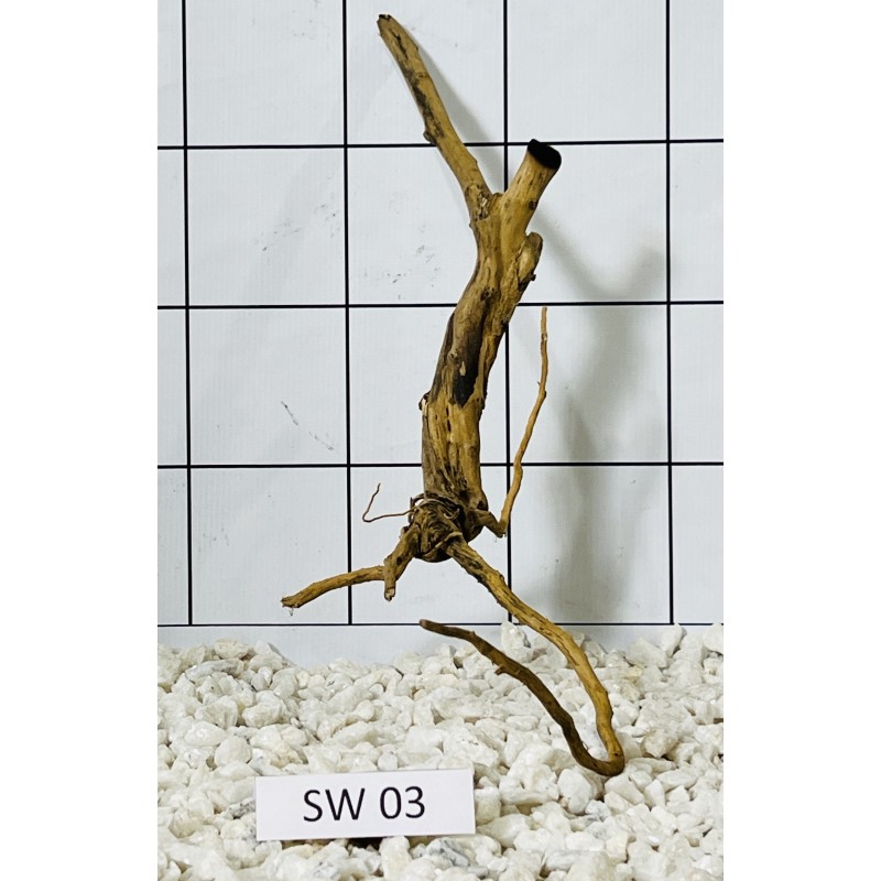 Stump wood 03