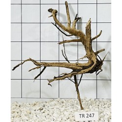 Spiderwood 247