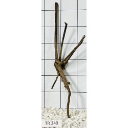 Spiderwood 249