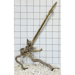 Spiderwood 250