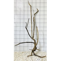 Spiderwood 251