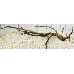 Spiderwood 251