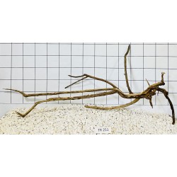 Spiderwood 251