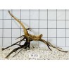 Spiderwood 252