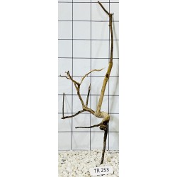 Spiderwood 253