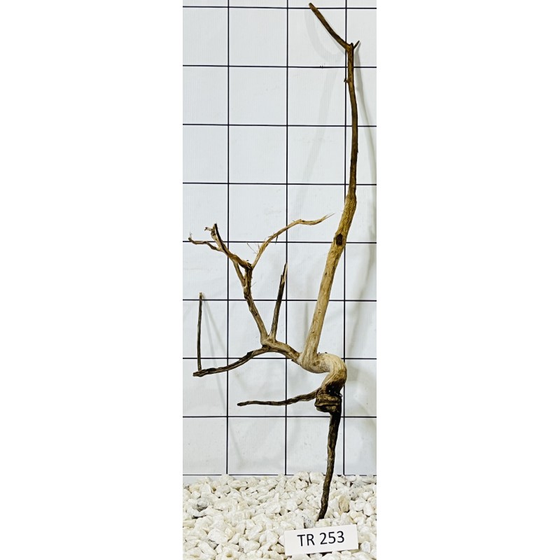 Spiderwood 253