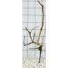 Spiderwood 253