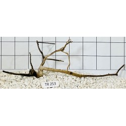 Spiderwood 253