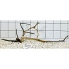 Spiderwood 253