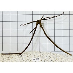 Spiderwood 254