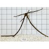 Spiderwood 254
