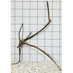 Spiderwood 254
