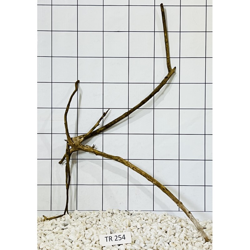 Spiderwood 254