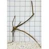 Spiderwood 254
